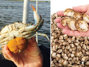 牡蛎和螃蟹